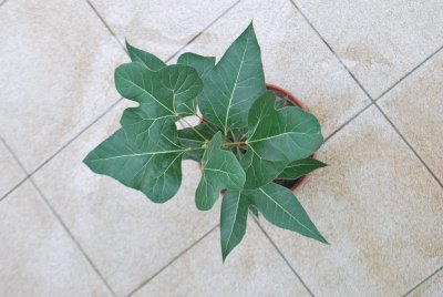 Brachychiton populneus - brachychiton topolový - listy